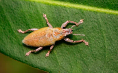 Identificação e Danos Causados por Brocas em Estruturas de Madeira
