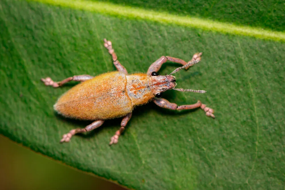 Identificação e Danos Causados por Brocas em Estruturas de Madeira