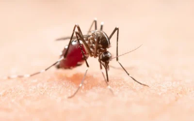 Dedetização contra Mosquitos em Escolas: Protegendo os Alunos e Professores