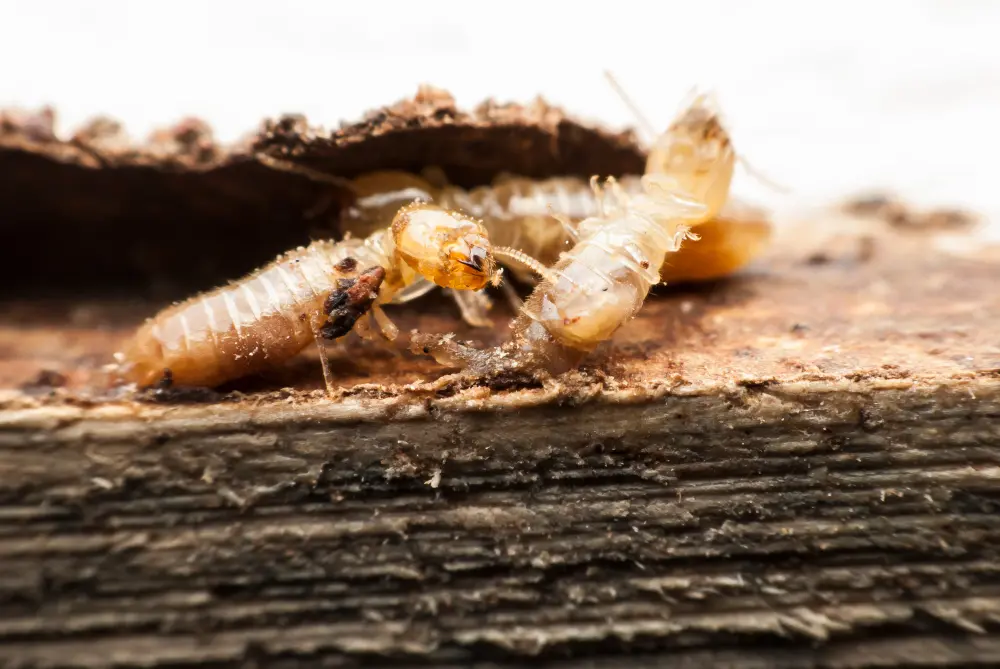 Cupim de Madeira Seca: Histórias Curiosas de Infestações Notáveis