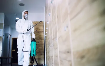 Medidas preventivas para proteger residências e edifícios comerciais contra infestações por brocas