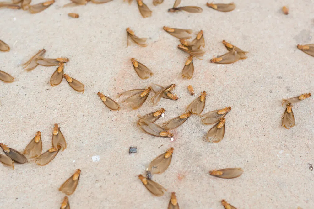 Aleluias: O Que Fazer Quando Esses Insetos Invadem Sua Casa? Aleluias: O Que Fazer Quando Esses Insetos Invadem Sua Casa?