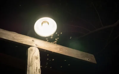 Como Reduzir a Presença de Insetos de Luz em Áreas Externas