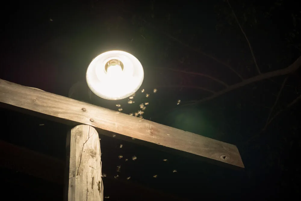 Como Reduzir a Presença de Insetos de Luz em Áreas Externas Como Reduzir a Presença de Insetos de Luz em Áreas Externas