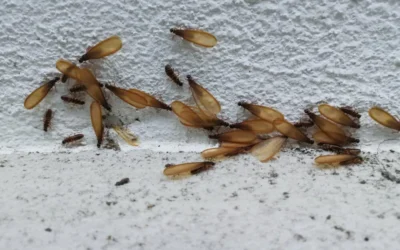Sazonalidade das Aleluias: Como se Preparar?
