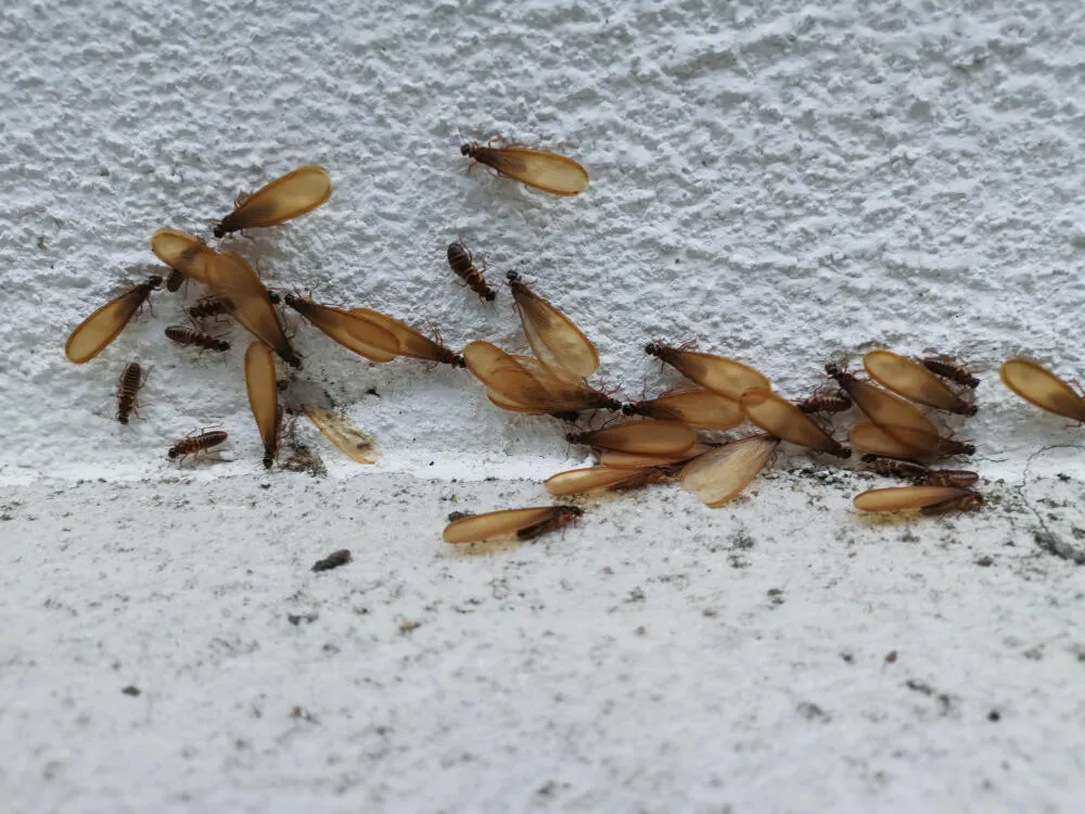 Sazonalidade das Aleluias: Como se Preparar? Sazonalidade das Aleluias: Como se Preparar?