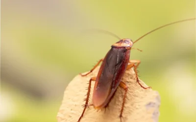 Dedetizadora de Baratas: Como Evitar Infestações dessas pragas?