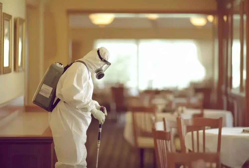 Infestação de Baratas e Formigas? A Dedetizadora em SP Resolve o Problema na Cozinha do Seu Restaurante!