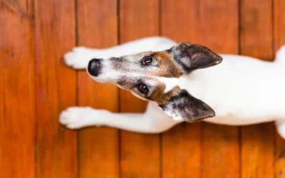 Pulgas em Casa? Saiba como uma Dedetização Profissional SP pode proteger sua família e pets