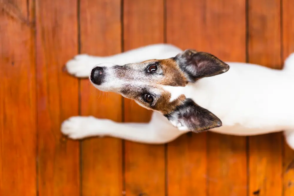 Pulgas em Casa? Saiba como uma Dedetização Profissional SP pode proteger sua família e pets Pulgas em Casa? Saiba como uma Dedetização Profissional SP pode proteger sua família e pets