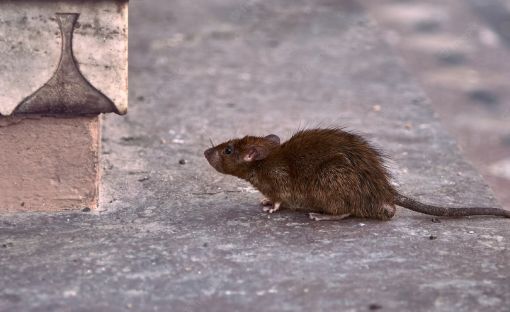 Dedetiza-Bem-ratos-2 Dedetiza Bem - Ratos