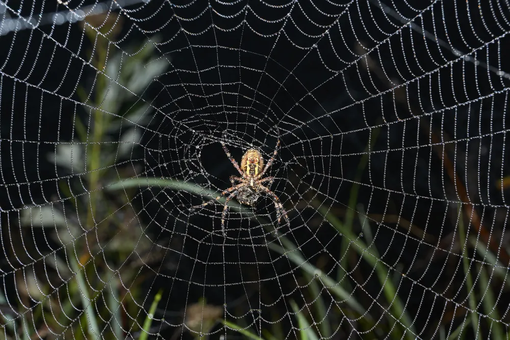 Dedetização de Aranhas