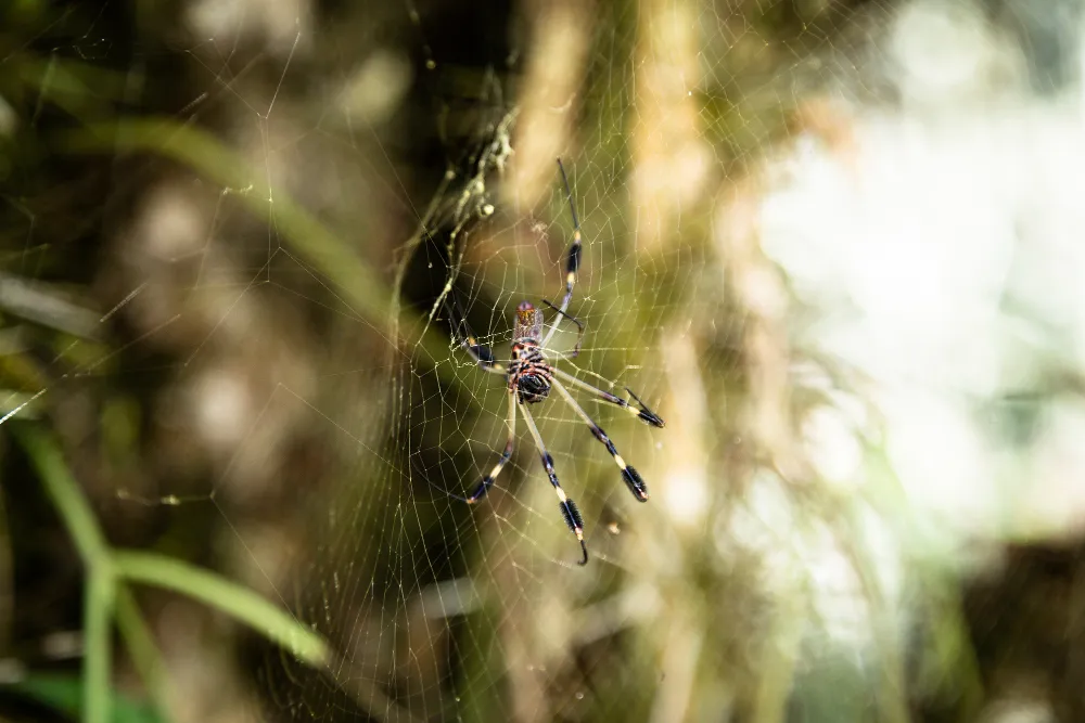 Dedetização de Aranhas - São Paulo // Dedetizadora em SP Dedetização de Aranhas - São Paulo // Dedetizadora em SP