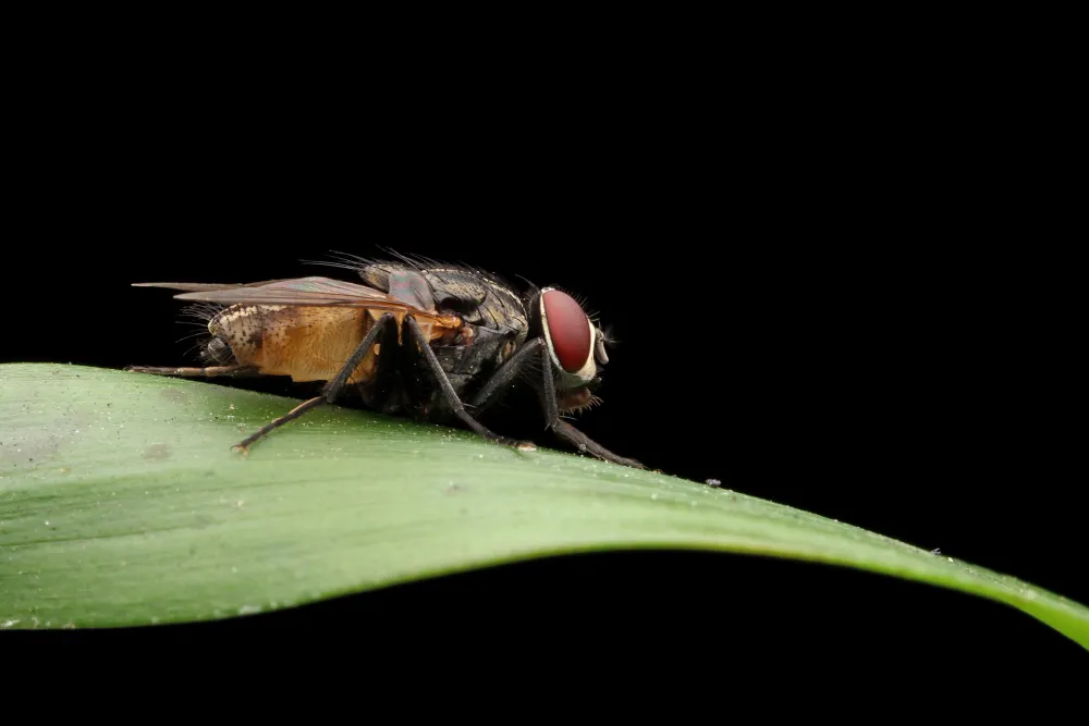 Dedetização de Moscas - São Paulo // Dedetizadora em SP