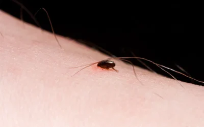 Dedetização de pulgas no Bairro Ipiranga: saiba como acabar com a infestação