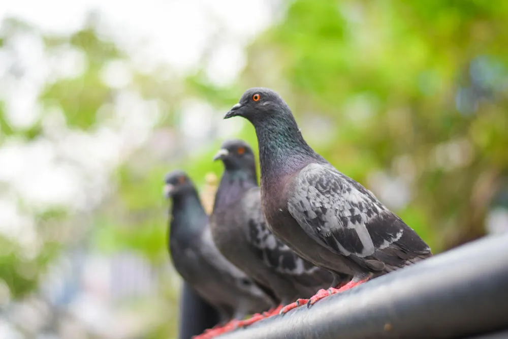 Manejo de Pombos - São Paulo // Controle de Pombos em SP Manejo de Pombos - São Paulo // Controle de Pombos em SP