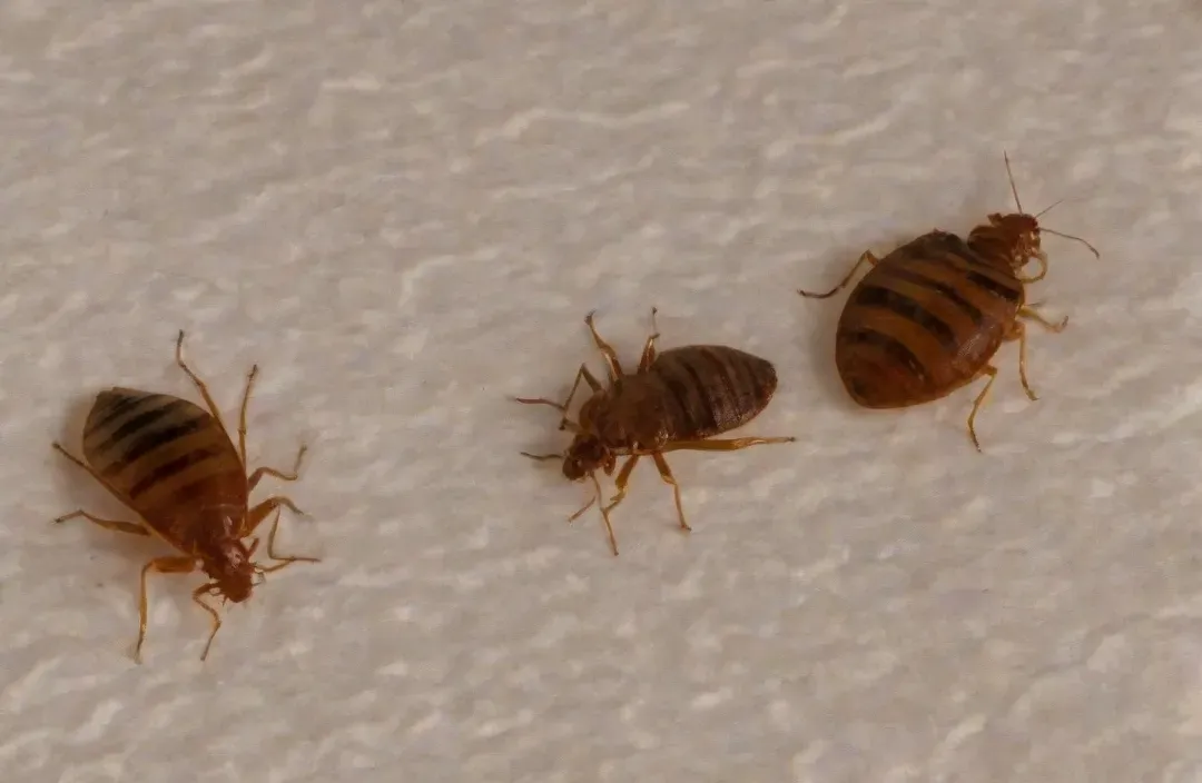 Dedetização de Percevejos de Cama // Dedetizadora em SP Dedetização de Percevejos de Cama // Dedetizadora em SP