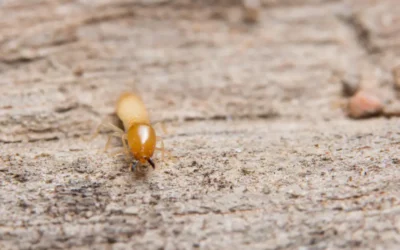 Cupim de solo em imóveis paulistas: como identificar os primeiros sinais