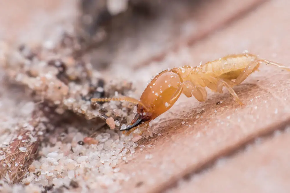 Cupim em São Paulo: por que a infestação é tão comum
