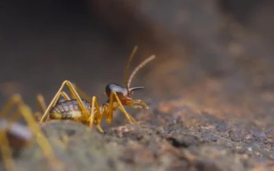 Cupins em áreas urbanas: por que São Paulo é área crítica