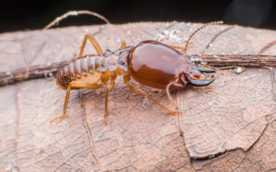 Descupinização em São Paulo: quando o problema deixa de ser pontual