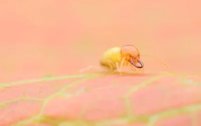 Descupinização SP: Diferença entre cupim de madeira seca e cupim de solo
