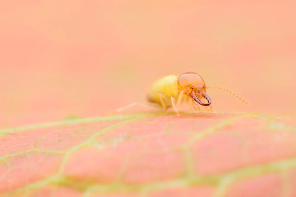 Descupinização SP: Diferença entre cupim de madeira seca e cupim de solo