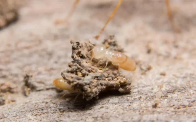 Descupinização SP: Quando o cupim já compromete a estrutura do imóvel