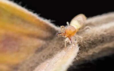 Como funciona o ataque do cupim de solo em prédios e casas
