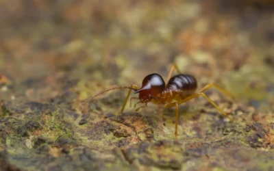 Cupim de solo e umidade: relação direta no subsolo