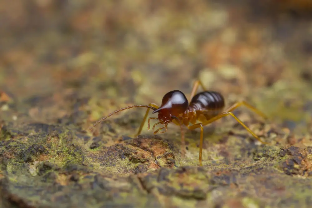 Cupim de solo e umidade: relação direta no subsolo