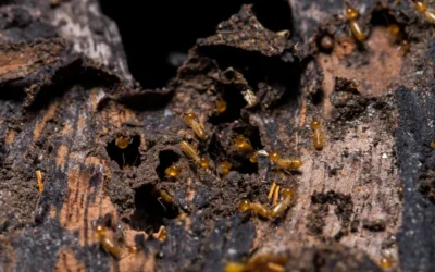 Cupim de solo em São Paulo: riscos invisíveis à fundação