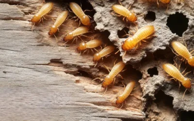 Descupinização de cupim de solo em condomínios paulistas