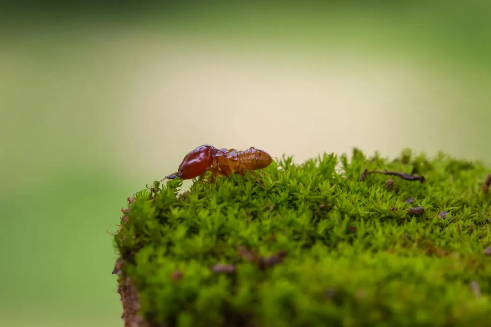Dedetização de Cupins em SP: Por que a descupinização deve ser planejada, não emergencial