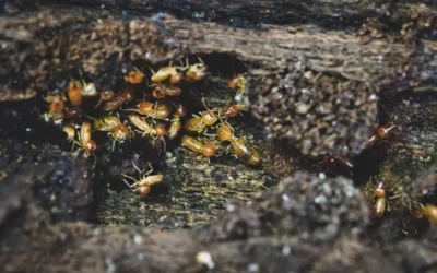 Dedetização de Cupins em SP: Quanto tempo dura uma descupinização de cupim