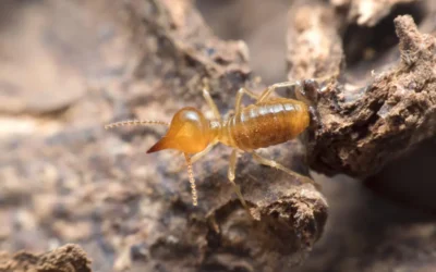 Descupinização em imóveis antigos de São Paulo