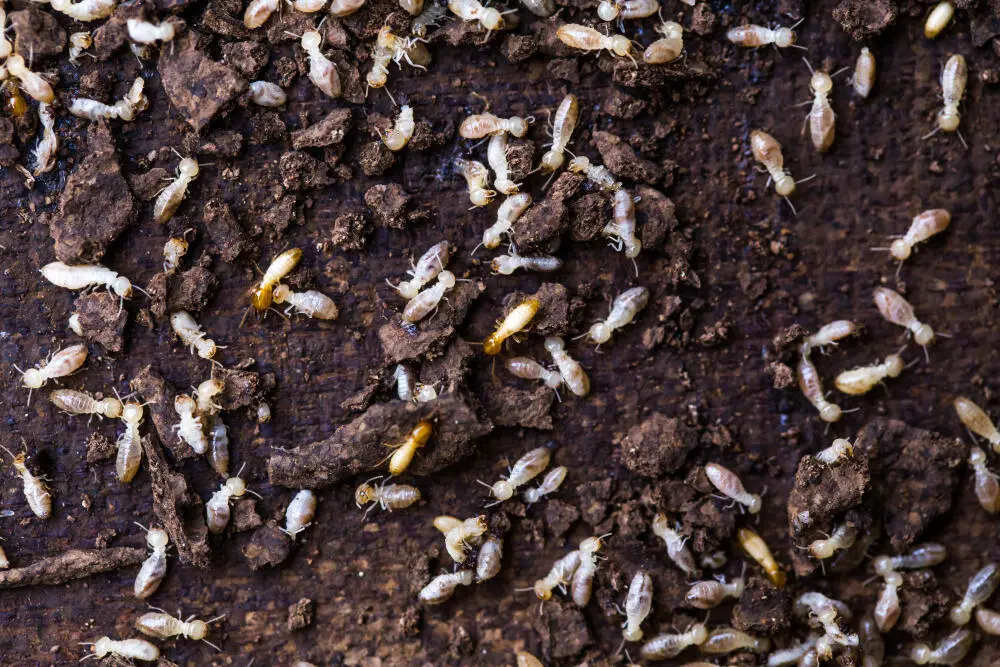 Descupinização em São Paulo: métodos realmente eficazes