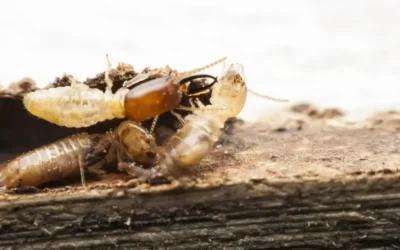 Dedetização de cupim em São Paulo: quando é suficiente?