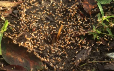 Dedetização de Cupins em SP: Riscos da dedetização mal aplicada contra cupins