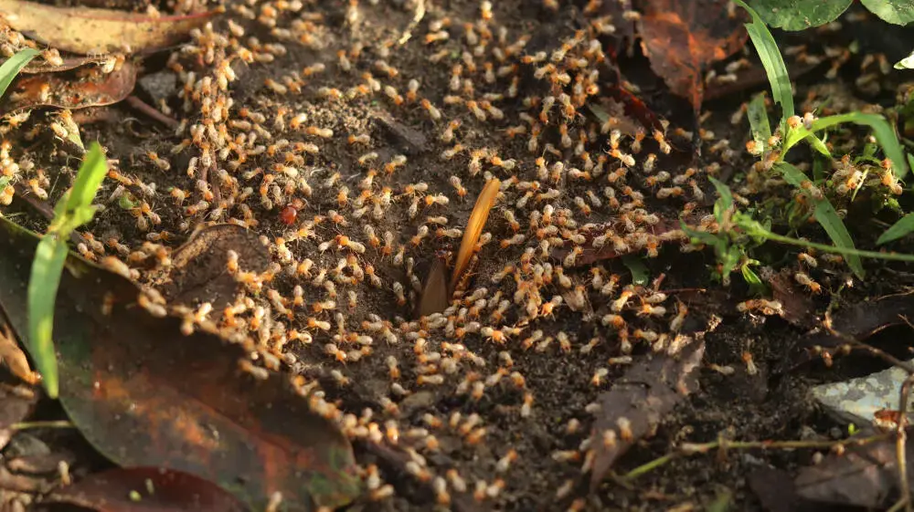 Dedetização de Cupins em SP: Riscos da dedetização mal aplicada contra cupins