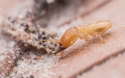 Especialista em Cupins: Dedetização preventiva de cupim em imóveis novos