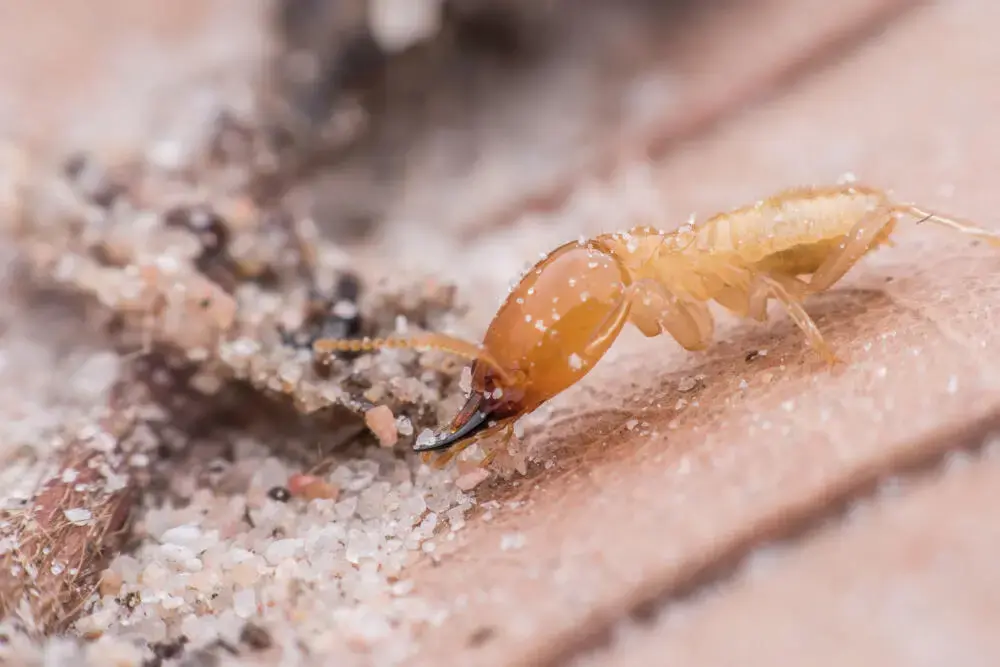 Especialista em Cupins: Dedetização preventiva de cupim em imóveis novos