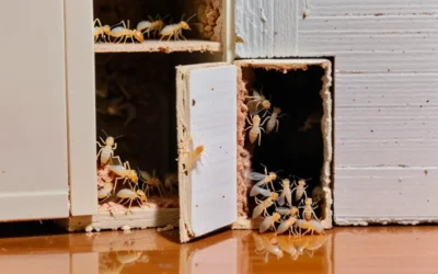 Especialista em Cupins: Diferenças práticas da dedetização x descupinização