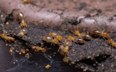 Descupinização SP: Como identificar cupim antes do dano estrutural