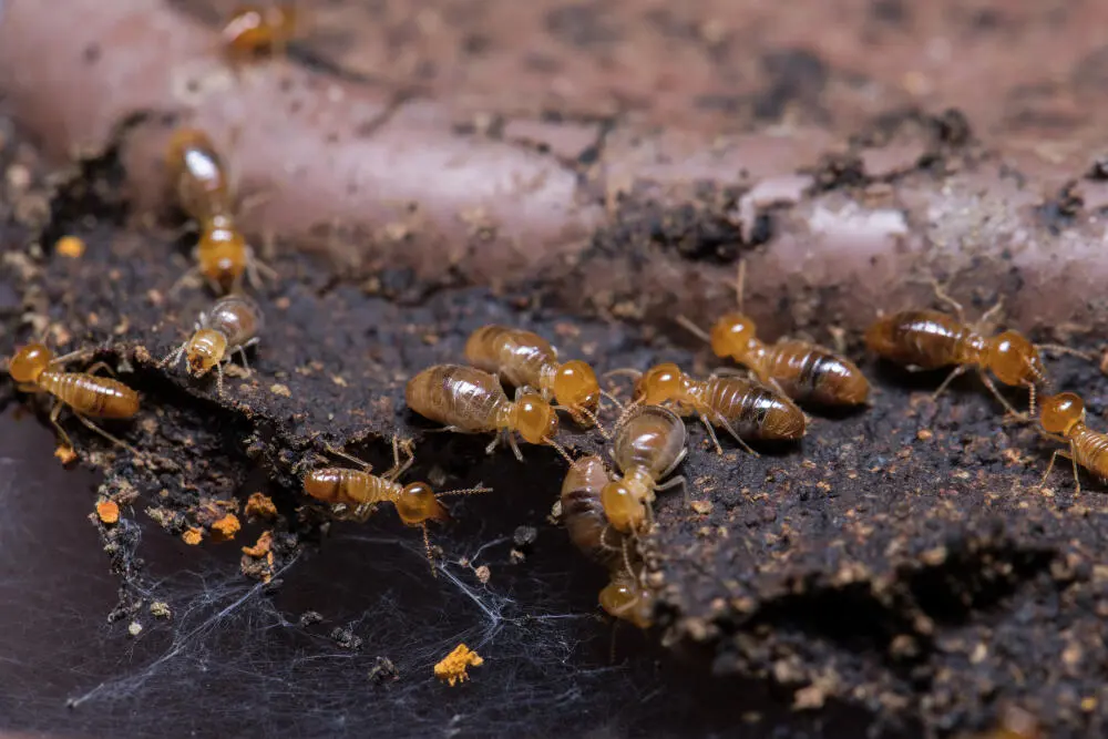 Descupinização SP: Como identificar cupim antes do dano estrutural