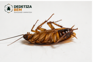 dedetização-barata