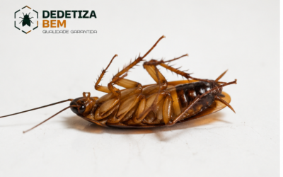 Dedetização Barata
