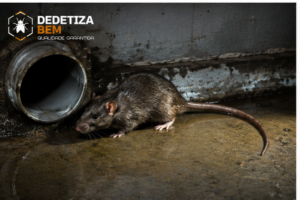 dedetização-rato-sp